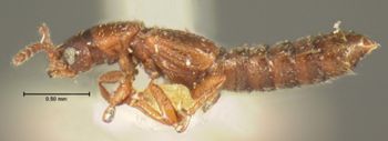 Media type: image; Entomology 6569   Aspect: habitus lateral view